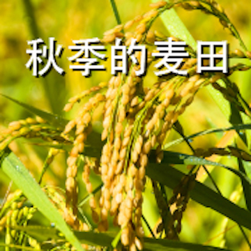 Rice fields in autumn