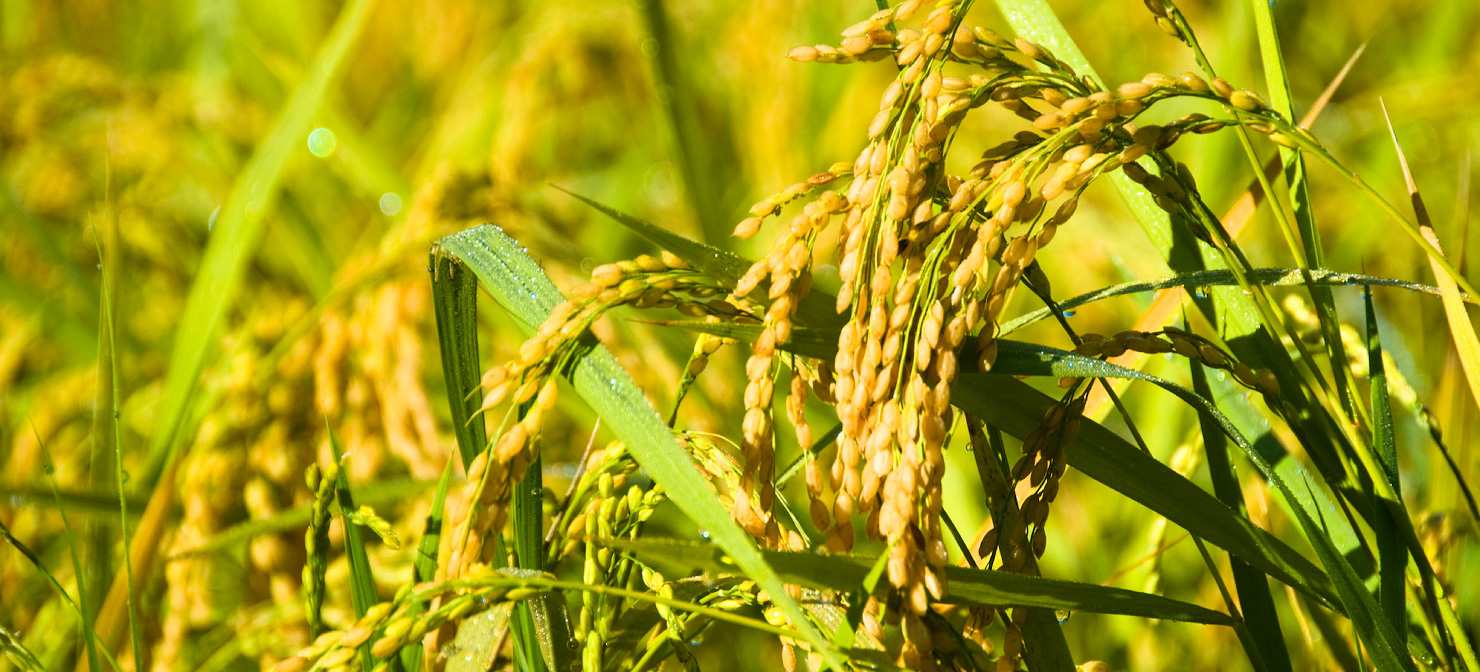 Rice fields in autumn