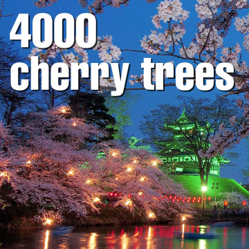 4000 cherry trees