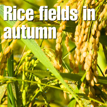 Rice fields in autumn