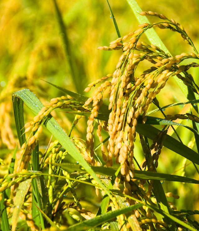 Rice fields in autumn